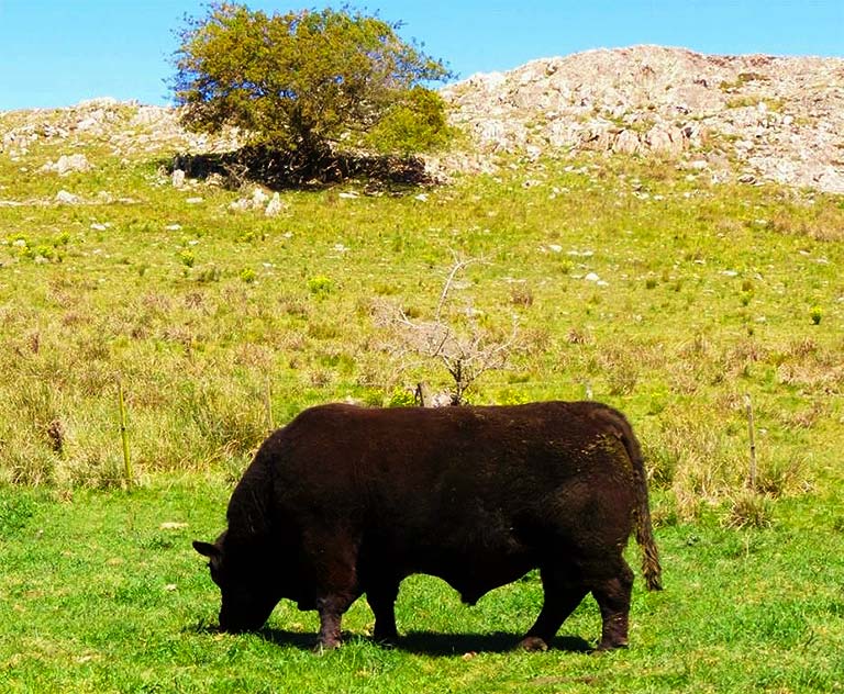 Consistencia Genetica Toros Angus Negros